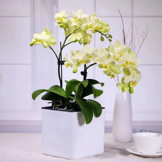 Jardinière blanche auto-arrosante avec indicateur d’eau, pot moderne pour plantes d’intérieur - Décoration intérieure