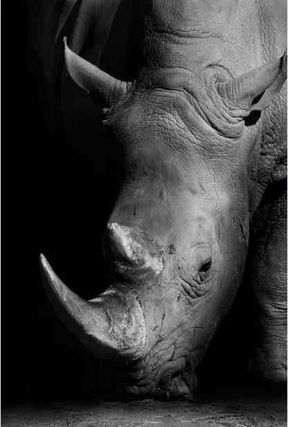 Tableau Moderne Art Animal