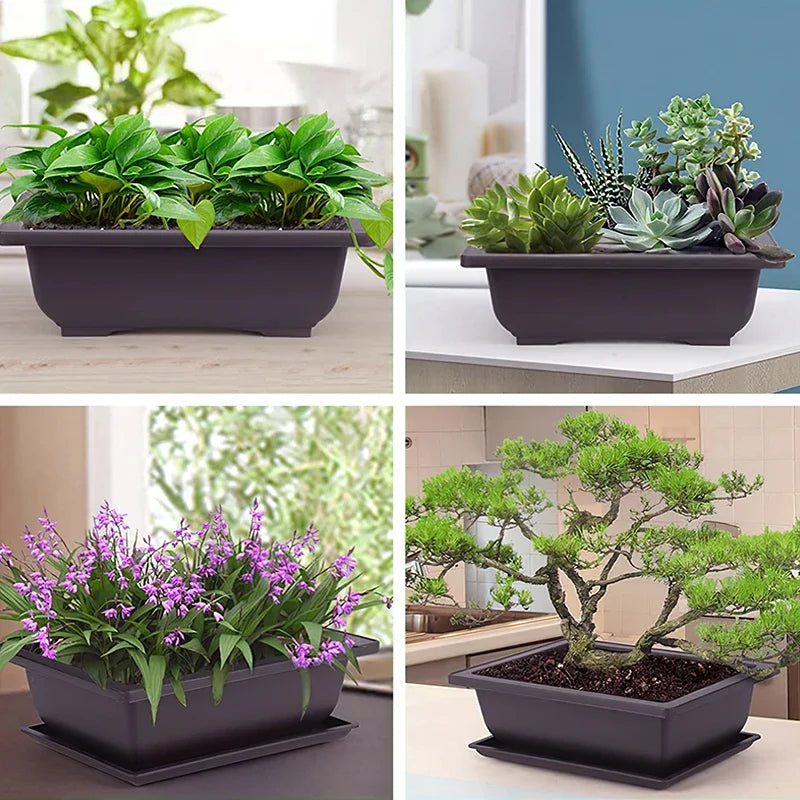 Pot Bonsaï Décoration Intérieure