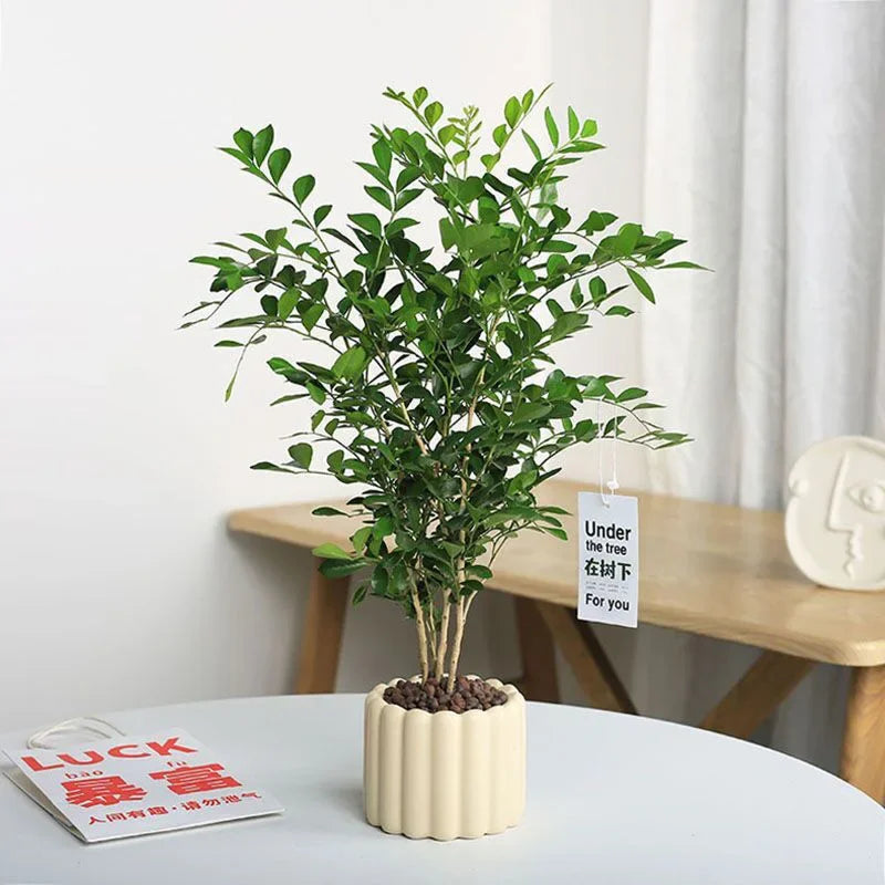 Pot de Fleurs en Céramique Blanc