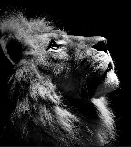 Tableau Moderne Art Animal