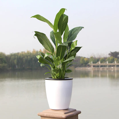 Pot de Fleurs Hydroponique