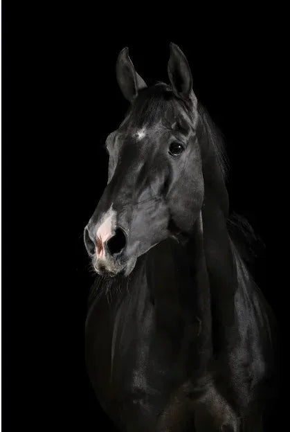 Tableau Moderne Art Animal