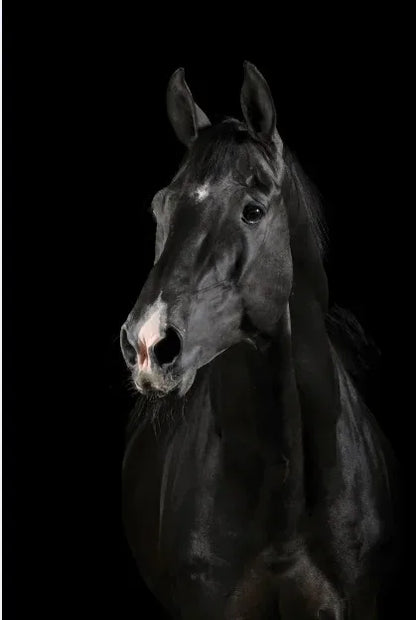 Tableau Moderne Art Animal