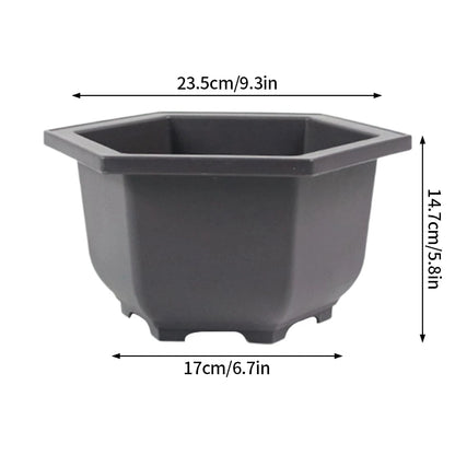 Pot Bonsaï Décoration Intérieure