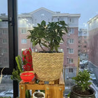 Pot Panier