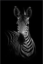 Tableau Moderne Art Animal