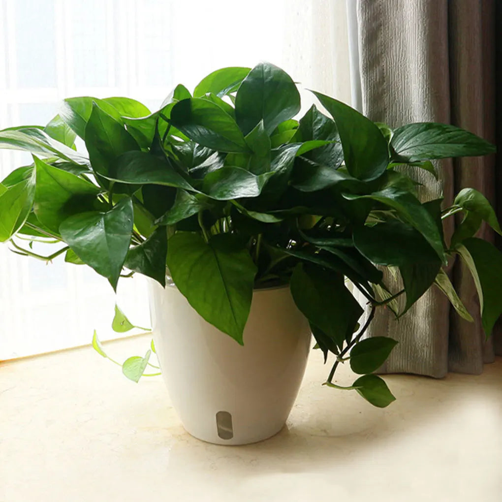 Pot de Fleur Auto Arrosant
