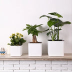 Pot Jardinière