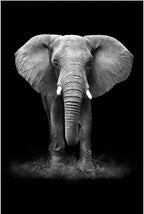 Tableau Moderne Art Animal