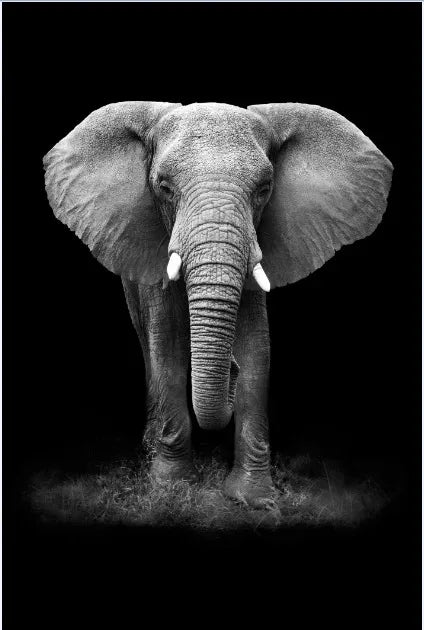 Tableau Moderne Art Animal