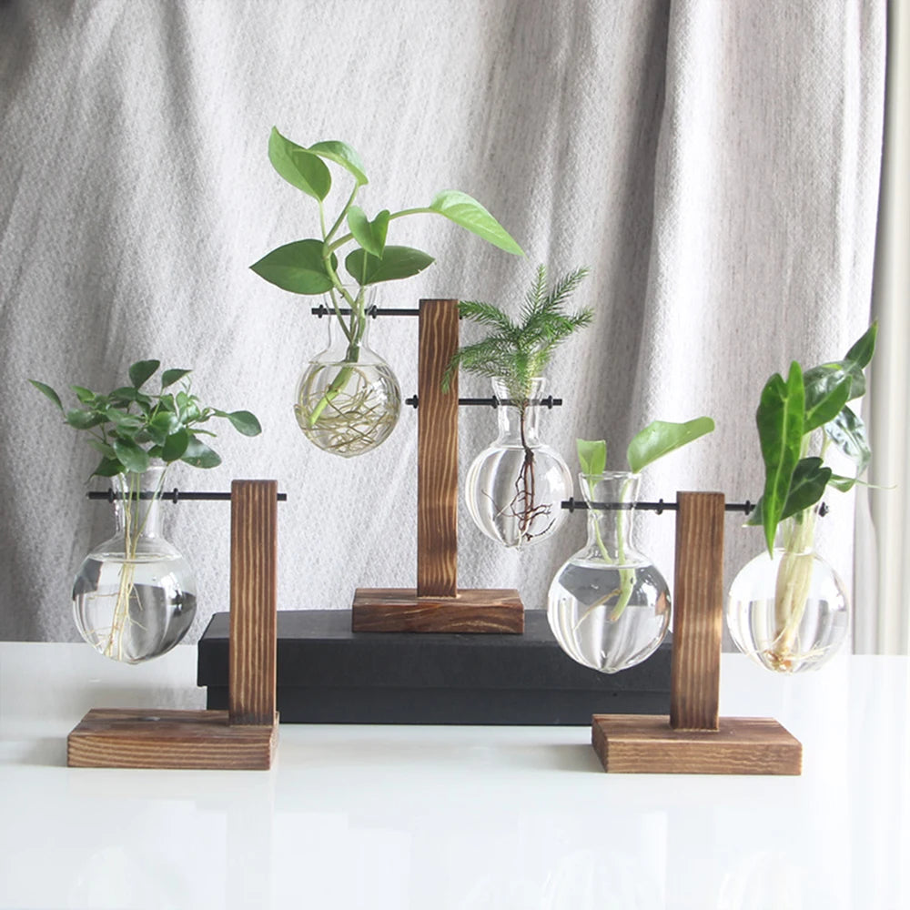 Vase Hydroponique en Verre