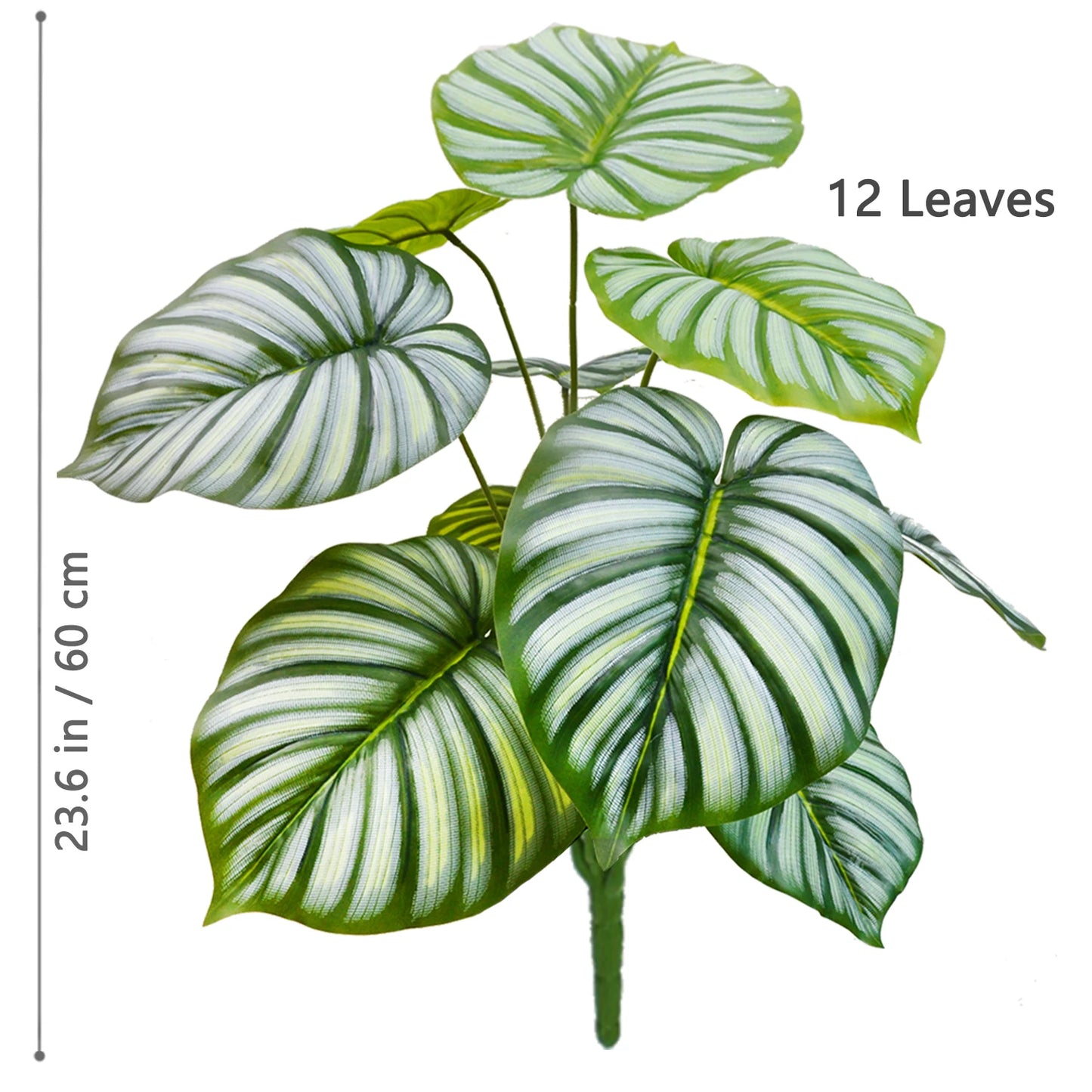 Plante Monstera  52-104cm