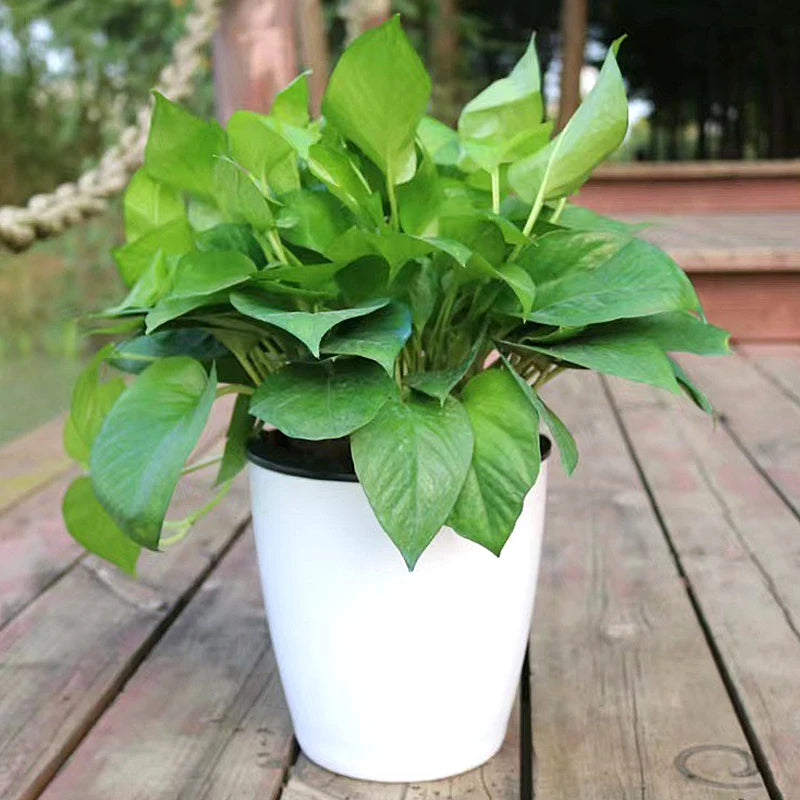 Pot de Fleurs Rod