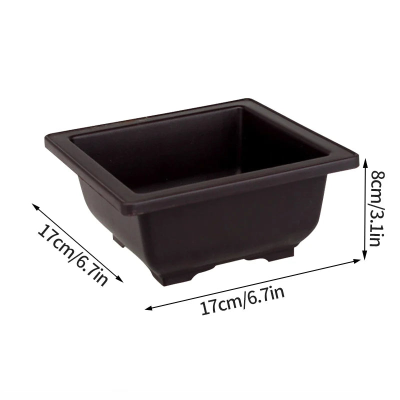 Pot Bonsaï Décoration Intérieure