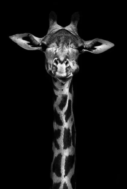Tableau Moderne Art Animal