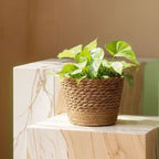 Pot Panier