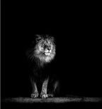 Tableau Moderne Art Animal