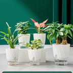 Pot de Fleur Hydroponique