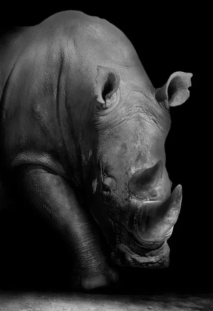 Tableau Moderne Art Animal
