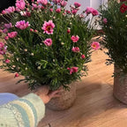 Pot Panier