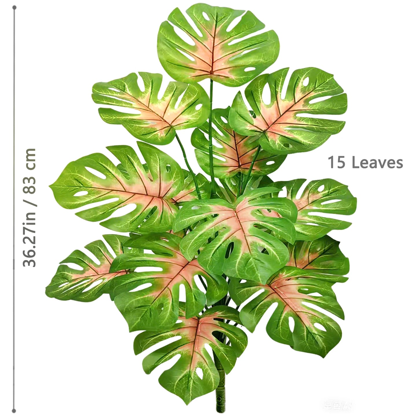 Plante Monstera  52-104cm