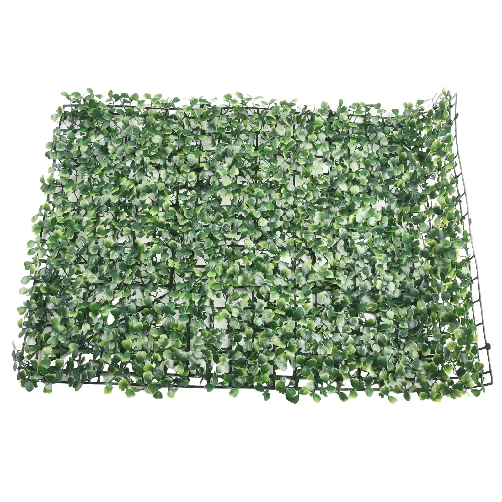 Plante Mur Végétal