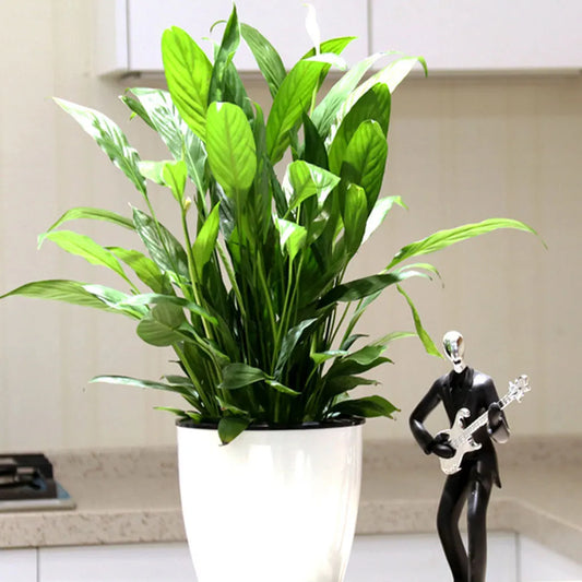 Pot de Fleur Auto Arrosant