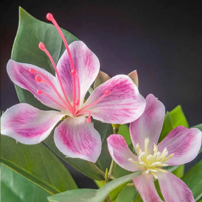 Plante  Artificielle Ficus