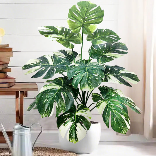 Plante Monstera  52-104cm