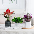 Pot de Fleurs en Plastique