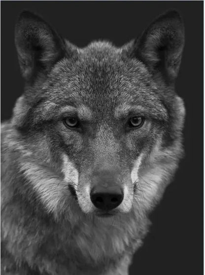 Tableau Moderne Art Animal