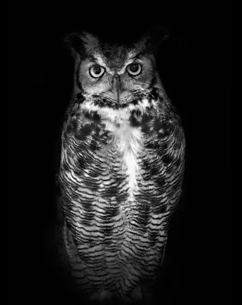 Tableau Moderne Art Animal