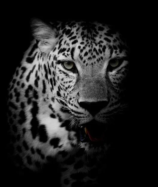 Tableau Moderne Art Animal