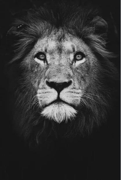 Tableau Moderne Art Animal