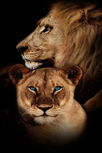 Tableau Moderne Famille Lion