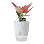 Pot de Fleur Hydroponique