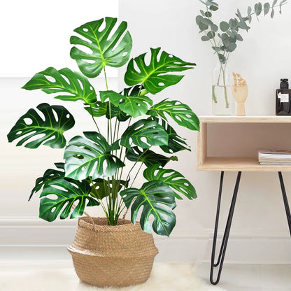 Plante Monstera  52-104cm
