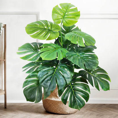 Plante Monstera  52-104cm